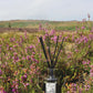 The Scent of The Yorkshire Moors ~ Reed Diffuser